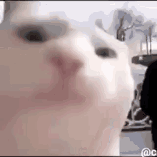 gato.gif